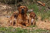 TOSA INU 424